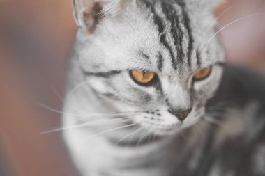 Gri kedi turuncu gözleriyle düşünceli görünüyor.