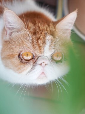 Kedi merakla yeşil yaprakların arasından bakıyor