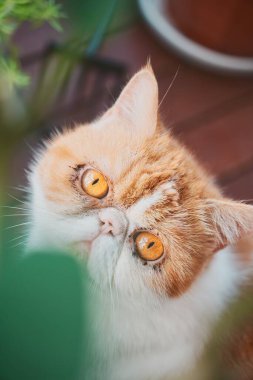 Tüylü kedi bitkilerin arasından yukarı bakıyor.
