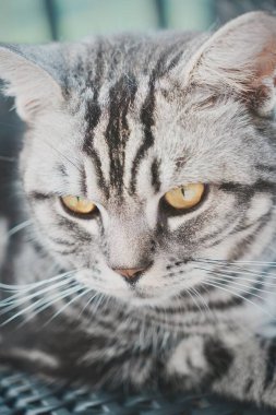 Gri tekir kedi düşünceli bir şekilde bir şeye bakıyor.