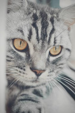 Kamerada poz veren gri çizgili kedinin yakın çekimi