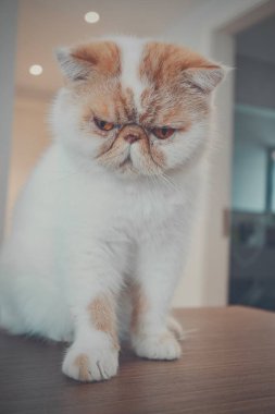 Tahta masada oturan tüylü kedi.