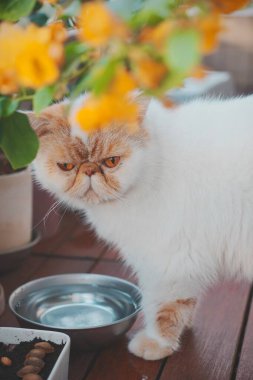Su kabının yanındaki tüylü beyaz kedi.