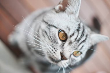 Gri kedi meraklı bir ifadeyle yukarı bakıyor