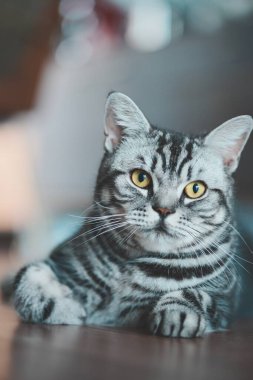 Gri tekir kedi tahta zeminde yatıyor.