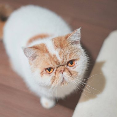 Kabarık beyaz kedi kameraya merakla bakıyor.