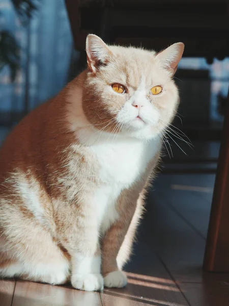 Parlak gün ışığında sessizce oturan kedi