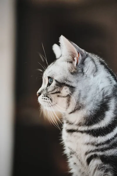 Gri çizgili kedi yan profili