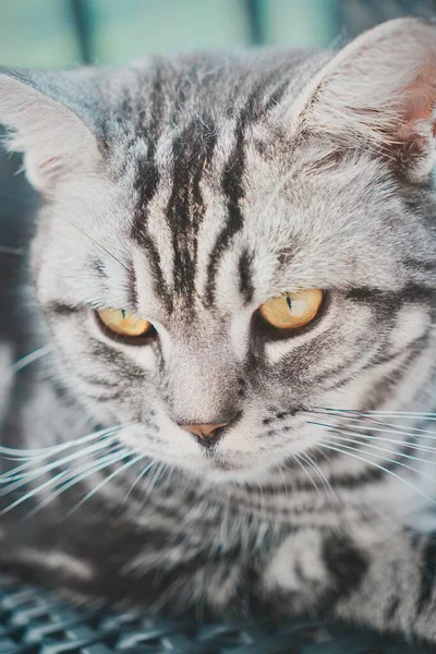 Gri tekir kedi düşünceli bir şekilde bir şeye bakıyor.