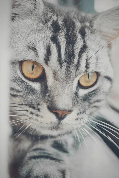 Kamerada poz veren gri çizgili kedinin yakın çekimi