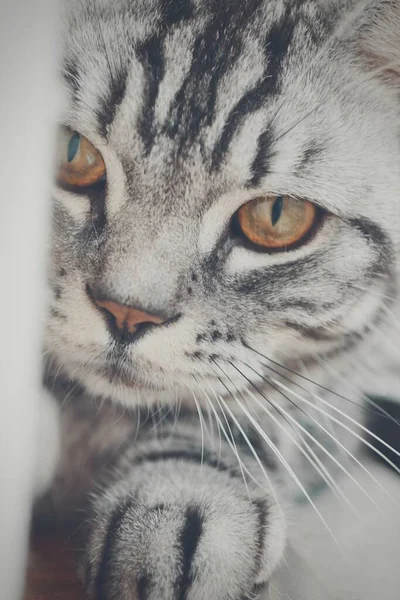 Kamerada poz veren gri çizgili kedinin yakın çekimi