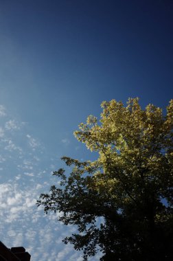 Açık mavi gökyüzüne karşı yeşil ağaç