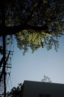 Ağaç dalları berrak mavi gökyüzüne karşı siluetlendi