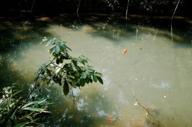 Ağaçları ve bitkileri yansıtan bulanık su