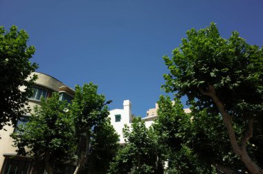 Açık mavi gökyüzünün altındaki yeşil ağaçlar