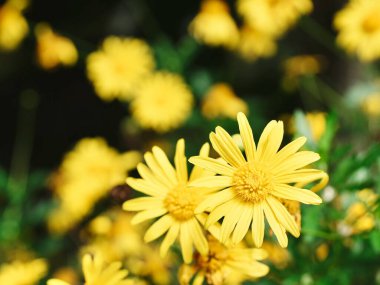 Bahçede açan parlak sarı çiçekler.