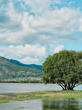Durgun suyun yanında yemyeşil ağaç