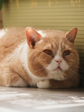 Closeup of cat resting comfortably on windowsill