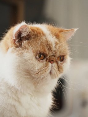 Tüylü kedi tuhaf bir şekilde bir şeye bakıyor.