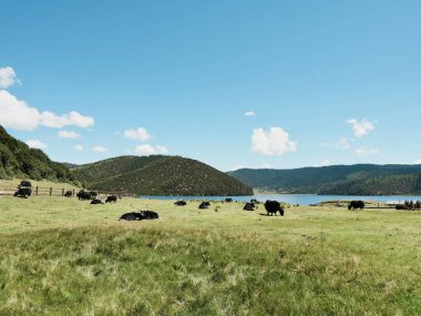 İnekler göl kenarında yeşil çimlerde otluyor.
