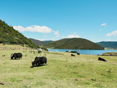 Siyah öküzler dingin göl kenarında otluyor.