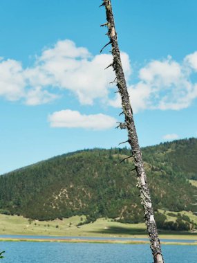 Sakin mavi gölün yanındaki uzun ağaç gövdesi.