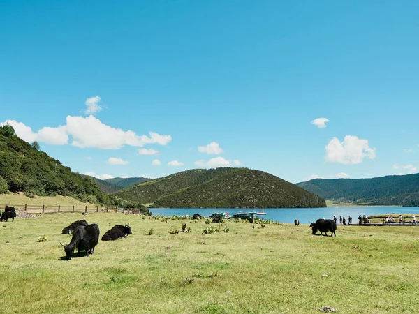 İnekler göl kenarında yeşil çimlerde otluyor.