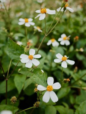 Yeşil yaprakların arasında açan beyaz çiçekler.
