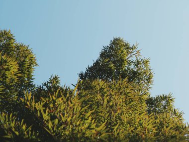 Mavi gökyüzüne uzanan yeşil ağaç dalları