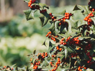 Holly bush ile parlak kırmızı meyveler