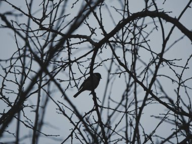 Kuş gökyüzüne karşı çırılçıplak dallara tünedi.