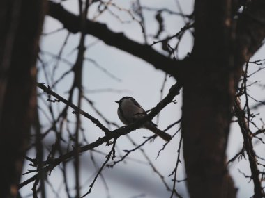 Çıplak dalların arasına tünemiş küçük bir kuş.