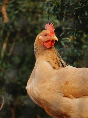Yeşil yeşilliklerin yanında duran kahverengi tavuk.