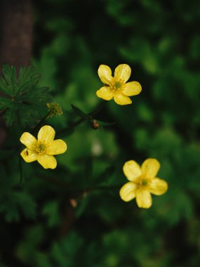 Yeşillikler arasında açan üç parlak sarı çiçek.