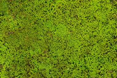 Gür yeşil yosunların makro yakın çekimi, ince dokularını, zengin rengini ve doğal büyüme modellerini vurguluyor, arka plan veya doğa çalışmaları için uygun..