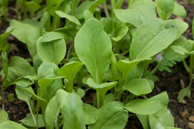 Doğal tazelik ve sağlıklı sebzeler sunan organik bir çiftlikte yetişen taze yeşil pak choy (bok choy) yapraklarının yakın görüntüsü.
