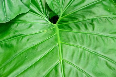 Taze Tropik Yaprağın Kapanışı