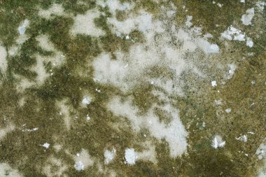 Yeşil Yosun ve Lichen Doğal Zemin Arkaplanında