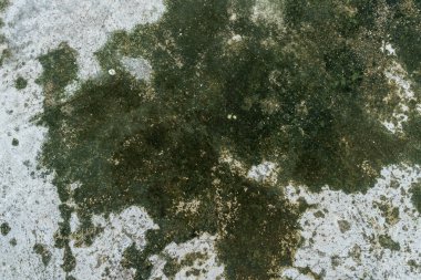 Yeşil Yosun ve Lichen Doğal Zemin Arkaplanında