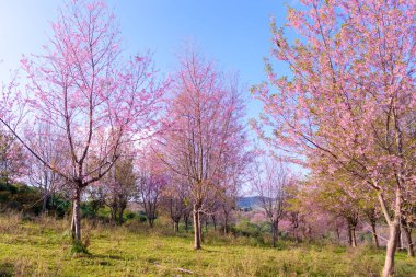 Phu Lom Lo 'daki Vahşi Himalaya Kiraz Çiçeği (Prunus cerasoides), Phu Hin Rong Kla Milli Parkı