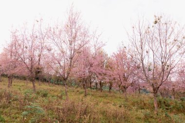 Phu Lom Lo 'daki Vahşi Himalaya Kiraz Çiçeği (Prunus cerasoides), Phu Hin Rong Kla Milli Parkı