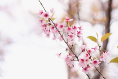 Phu Lom Lo, Phu Hin Rong Kla Milli Parkı 'nda Vahşi Himalaya Kiraz Çiçeği' nin (Prunus cerasoides) Kapanışı