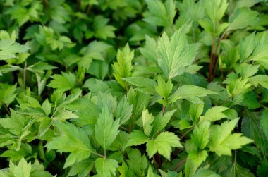 Herbal White Mugwort Leaf Close Up