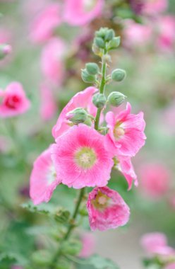 Afyon Gelinciği Çiçeğinin Kapanışı