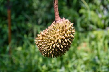 Tropikal Bahçeden Genç Durian