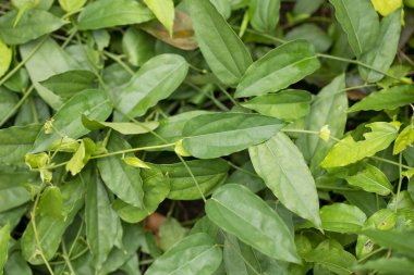 Taze Tiliacora Triandra Yaprakları (Bai Ya Nang / Bambu Çimi)