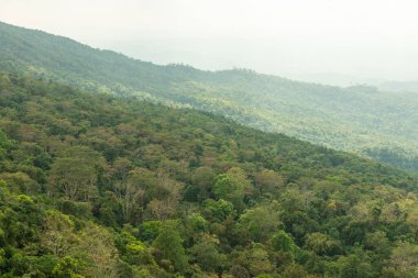 Lush Tropical Rainforest Ecosystem Environment Concept, Thailand