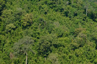 Bereketli Tropikal Yağmur Ormanları Ekosistem Çevre Konsepti, Tayland