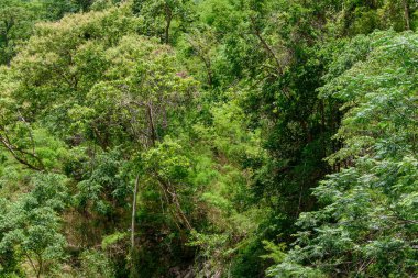 Bereketli Tropikal Yağmur Ormanları Ekosistem Çevre Konsepti, Tayland