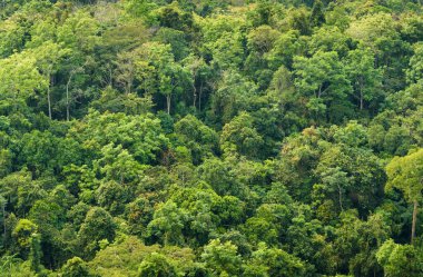 Bereketli Tropikal Yağmur Ormanları Ekosistem Çevre Konsepti, Tayland